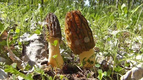 Miniatura 6 de Más de 100 Setas Morel Negras Micelio Esporas de Desaparición - Marrón Hongo