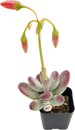 Miniatura 3 de Sprout N Green Cotyledon Orbiculata cv., Planta suculenta viva rara totalmente enraizada en maceta de 2 pulgadas con tierra, decoración de boda