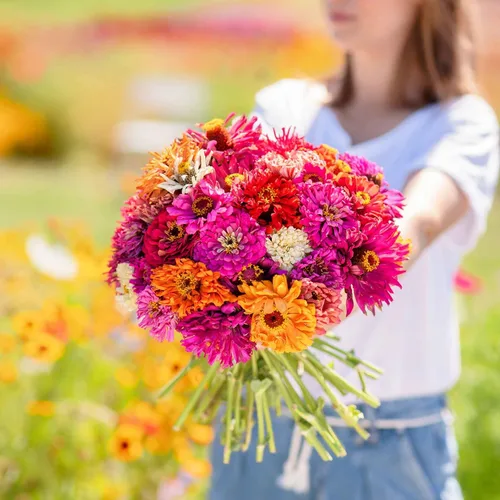 Eden Brothers - Semillas de zinnia, cactus con flores, sin OMG, plantar en primavera, paquete, flores de bajo mantenimiento, zonas 3, 4, 5, 6, 7, 8,