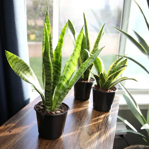 Miniatura 3 de Planta de serpiente viva, Sansevieria Zeylanica, planta de interior en maceta, planta de lengua de suegra Sansevieria viva, planta suculenta en Olla