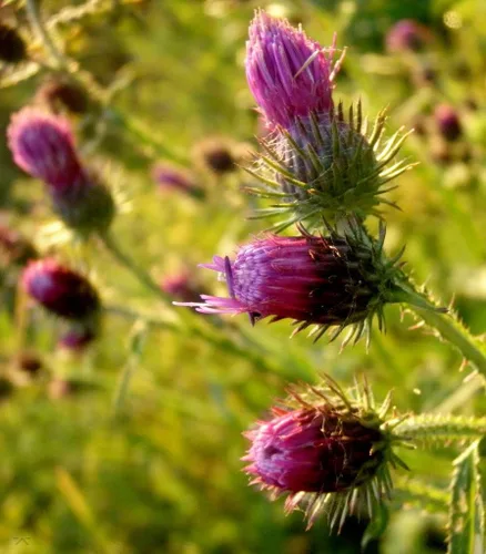 Miniatura 2 de 200 Great Burdock Arctium Lappa (Bardana comestible/Botones de Bardana/Botones de mendigo) Semillas de flores de HERB