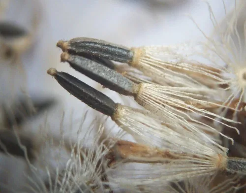 Miniatura 5 de Common Boneset/Eupatorium perfoliatum - 100 semillas (cultivadas orgánicamente)