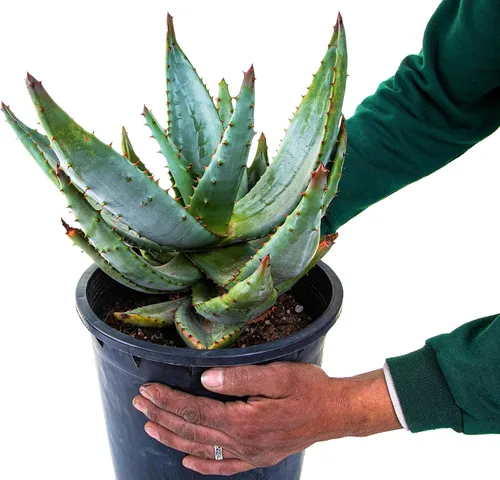 Miniatura 2 de Cactus Outlet Planta de aloe vera – Planta viva de interior y exterior – Planta de casa de aloe – Aloe Ferox – Planta viva lista para paisaje