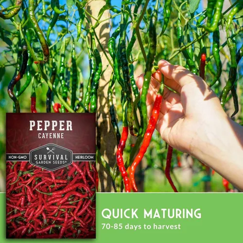 Miniatura 4 de Semillas de pimienta de cayena para plantar Variedad de reliquia caliente con 30,000 a 50,000 Scoville Heat - Semillas de jardín de supervivencia