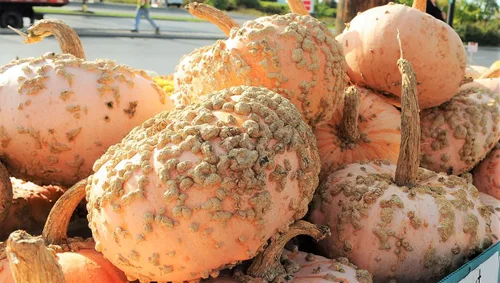 Miniatura 3 de TomorrowSeeds - Semillas de calabaza de maní (Galeux d'Eysines) - Paquete de 10 unidades - para calabazas de Halloween francesas de duende verrugoso