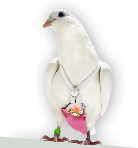 Miniatura 9 de FLYPER Mini pañal ajustable para pájaros, reutilizable, lavable, ajuste cómodo para loros, cacatúas y otros pájaros pequeños, accesorios de aviar
