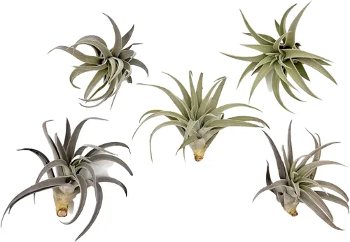 Miniatura 63 de ragnaroc Air Plants - Floración Tillandsia Bulbosa Belice, gigante de 7-9 pulgadas, 1 unidad, llegada en vivo garantizada, plantas