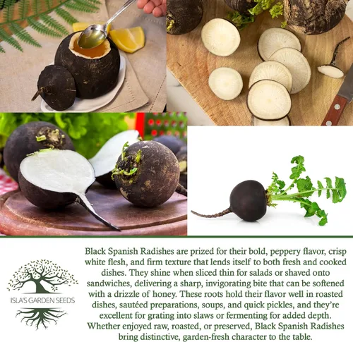 Miniatura 6 de Semillas de rábano "Black Spanish Round" para plantar, más de 150 semillas de reliquia por paquete, semillas de jardín de Isla