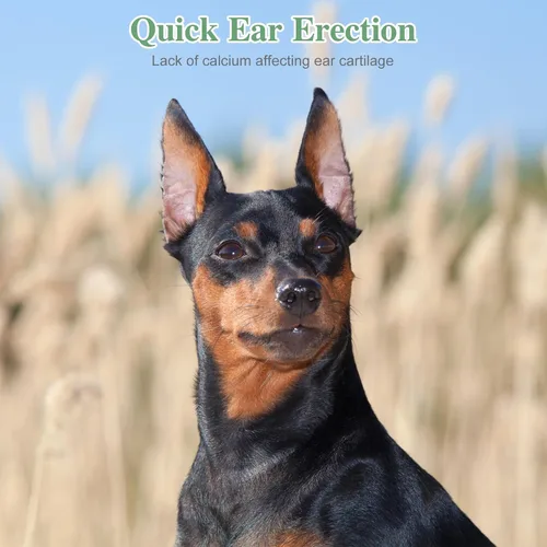 Miniatura 7 de Toddmomy Doberman - Kit de publicación de orejas de perro, herramienta de soporte para orejas de perro con cinta y 2 barras de corrección fijas