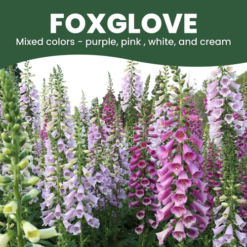 Miniatura 3 de Foxglove - Colores mixtos - 2,000 semillas para plantar - Temporada 2026 - Bolsa de 1/2 onza