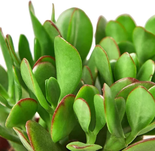 Miniatura 2 de Suculenta Crassula Jade Planta viva para interior Diferentes plantas de interior en maceta de 4 y 6 pulgadas Planta de casa real para sala