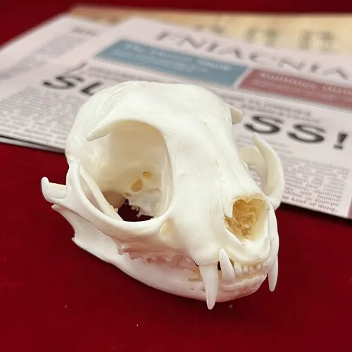 Miniatura 7 de Calaveras de animales reales en taxidermia, espécimen de huesos reales, suministros de taxidermia para educación científica, regalo especial