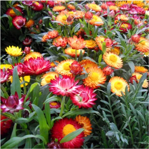 Miniatura 5 de Seed Needs Semillas de fresa para plantar, semillas anuales de flores tradicionales y polinizadas abiertas. Cultiva una colorida mezcla de flores