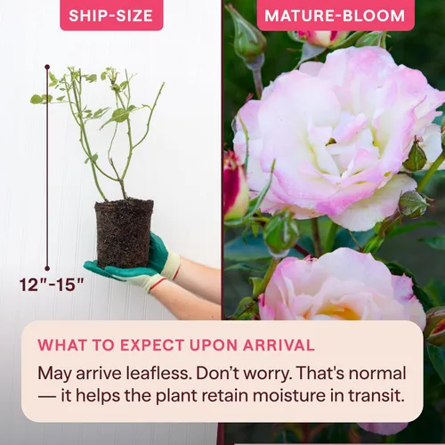 Miniatura 2 de Heirloom Roses Rose Bush - Easter Basket™ Planta amarilla viva para plantar al aire libre