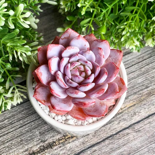 Miniatura 5 de Generic Echeveria - Plantas suculentas vivas raras de peonía rosa, 1 cabeza de 3 pulgadas, color rojo, raíz desnuda sin maceta y tierra, 1/3/7