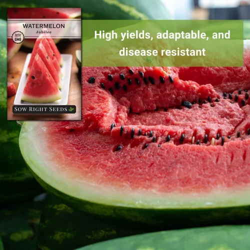 Miniatura 5 de Sow Right Seeds - Semillas de sandía Jubilee para plantar - Paquete de reliquia sin OMG con instrucciones para plantar y cultivar un huerto