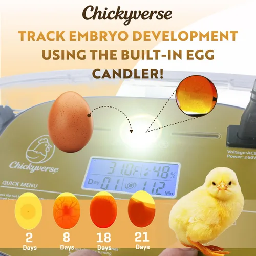 Miniatura 4 de Incubadora de huevos para incubación - Capacidad de 24-48 huevos - Girador de huevos automático y temporizador ajustable - Control de humedad