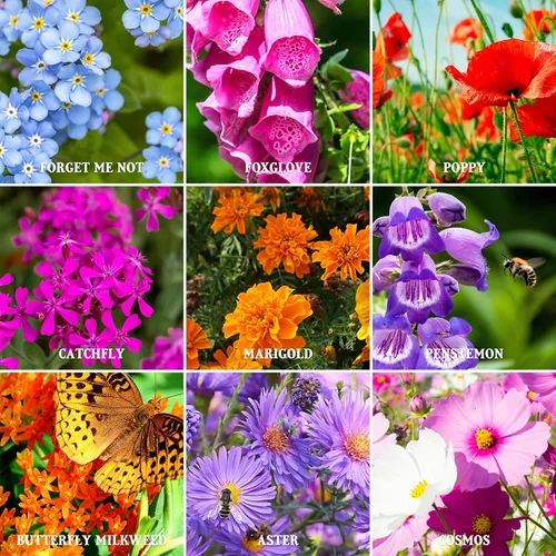 Miniatura 4 de The Old Farmer's Almanac Semillas de Flores Silvestres Premium Mezcla de Polinizadores de 23 Variedades - Sin OGM, Polinización Abierta - Columbine
