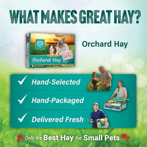 Miniatura 6 de Small Pet Select Orchard Grass Hay - Alimento para mascotas para conejos, cobayas, chinchillas y otros animales pequeños, heno natural premium
