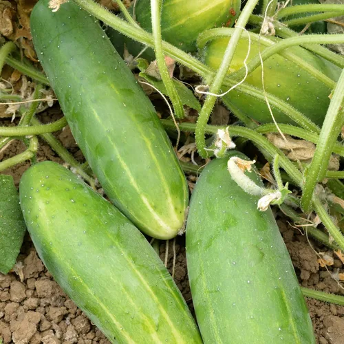 Semillas orgánicas de pepino Poinsett 76 – 1 onza ~ 950 semillas – Sin OMG, certificado orgánico, reliquia – Huerto – Cucumis sativus