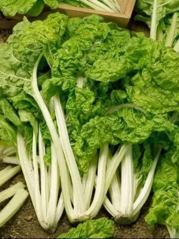 Miniatura 2 de Swiss Acelga Lucullus Garden - Semillas vegetales tradicionales (200 semillas)