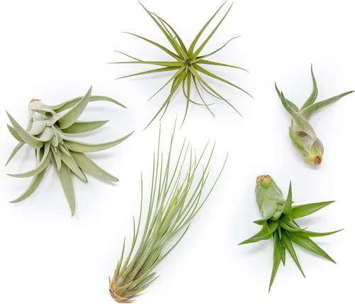 Paquete de 5 plantas de aire clásicas variadas – Plantas suculentas vivas para el hogar – Disponible al por mayor y a granel – Decoración para el