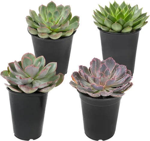 Suculentas Echeveria de 1 cuarto de galón, 4 unidades, suculentas vivas recuerdos de fiesta en macetas suculentas, plantas suculentas vivas plantas