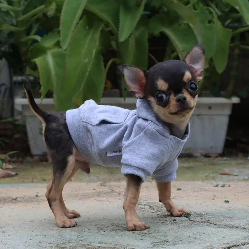Miniatura 5 de LOPHIPETS Sudadera ligera de algodón para perros pequeños – Sudadera con capucha para chihuahuas, cachorros y razas juguetes - Gris/XS
