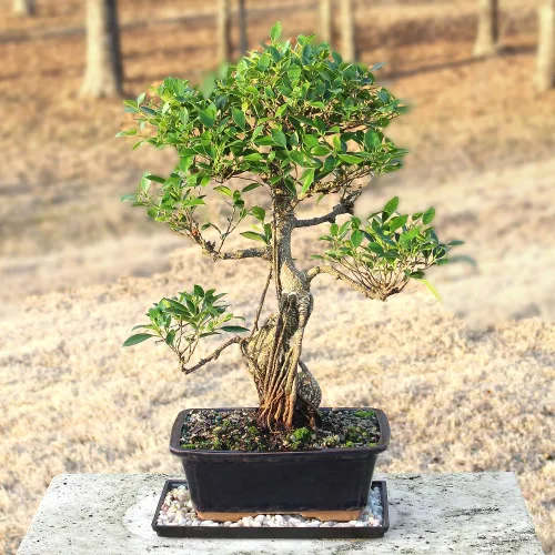 Miniatura 5 de Brussel's Bonsai Live Golden Gate Ficus - Árbol bonsái para interiores, grande, de 10 años, de 16 a 20 pulgadas, árbol bonsái vivo en maceta