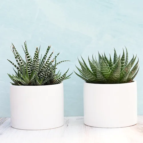 Miniatura 5 de Suculentas vivas en macetas - Plantas suculentas vivas en macetas (colección Echeveria)