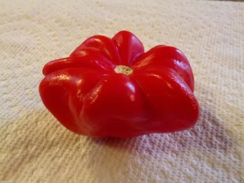Miniatura 2 de Pimienta Aji - Pimienta brasileña con estrella de mar - Capsicum Baccatum, raro, exótico (100 semillas)