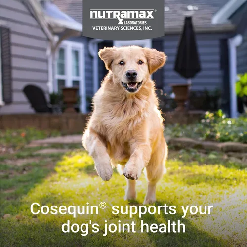 Miniatura 3 de Nutramax Laboratories Cosequin DS Plus MSM Professional Line para perros, 60 masticables suaves
