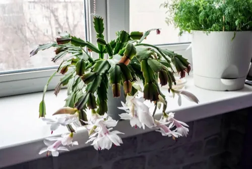 Miniatura 3 de Planta viva de cactus de Navidad blanca de 4 pulgadas. Fácil de cultivar y cuidar, csctus navideño. Blanco