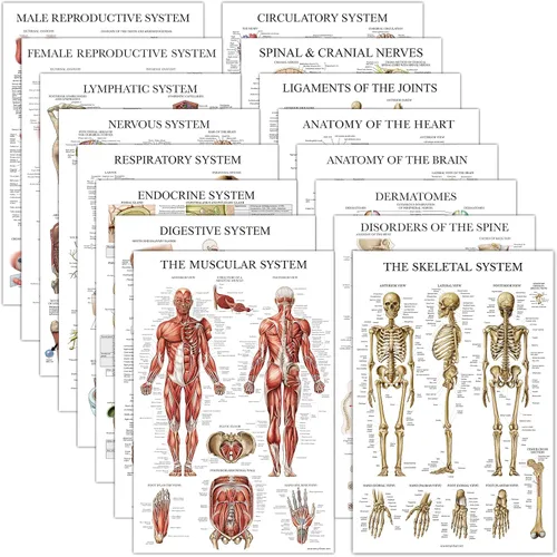 Juego de 16 carteles anatómicos - Laminado - sistema muscular, sistema esquelético, sistema digestivo, sistema respiratorio, sistema circulatorio,