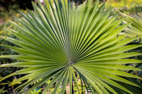 Miniatura 2 de 5 Green Saw Palmetto Serenoa Repens American Dwarf Palm Tree Arbusto de fruta comestible Semillas de sol o sombra