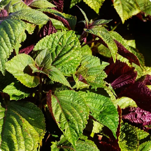 200 semillas Shiso para plantar perilla roja, semillas de hierbas tradicionales sin OMG para plantar un jardín culinario interior/exterior