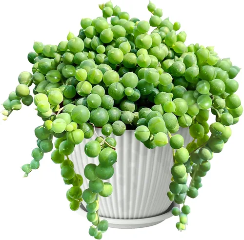 Miniatura 9 de Cadena de perlas de 4 pulgadas con maceta de rayas verdes, planta suculenta viva para el hogar, oficina, boda, decoración colgante, proyectos