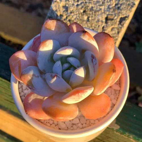 Miniatura 7 de Plantas suculentas vivas Echeveria Laui de 2.5 pulgadas, suculentas rojas raras con raíz desnuda sin tierra de maceta, plantas vivas para decoración