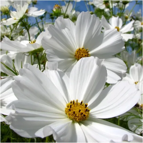 Miniatura 3 de Seed Needs Cosmos Seeds para plantar flores cosmo blancas de pureza, reliquia y flores silvestres polinizadas abiertas para plantar y cultivar un