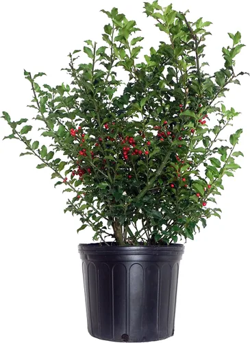 Miniatura 11 de Ganadores probados - Ilex x meserveae Castle Spire (Acebo) Evergreen, 3 - Contenedor
