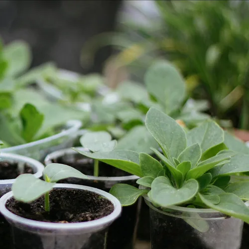 Miniatura 7 de OUPSAUI Paquete de 36 macetas transparentes de vivero de 7/6/5/3.5 pulgadas con drenaje, macetas transparentes para plantas, maceta de plástico