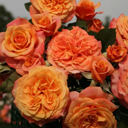 Miniatura 5 de Rosas Heirloom Grandiflora, planta de raíz propia viva para jardín al aire libre, Sunbelt® Crazy Love™, Moderadamente fragantes, Zonas