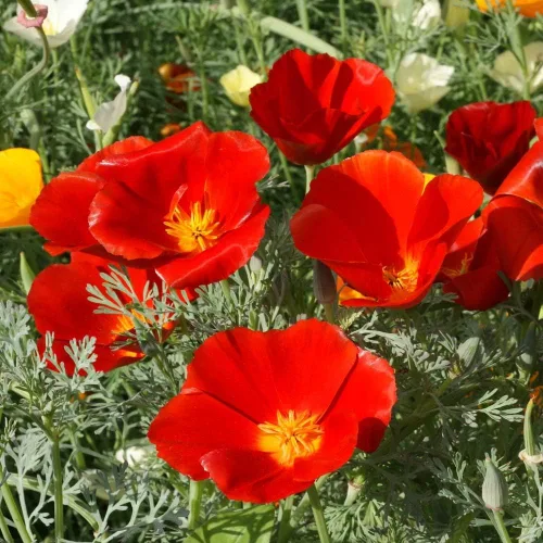 Miniatura 7 de Outsidepride Red Chief Semillas de amapola de California para plantar, 1/4 libras. Semillas anuales, tolerantes a la sequía y fáciles de cultivar