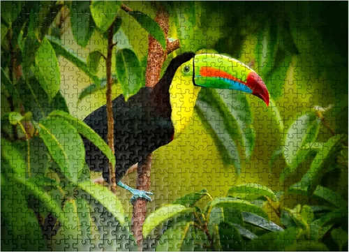 Miniatura 7 de MyPuzzle Costa Rica Wildlife - Tucán sentado en la rama en el bosque - Rompecabezas premium de 100 piezas para adultos