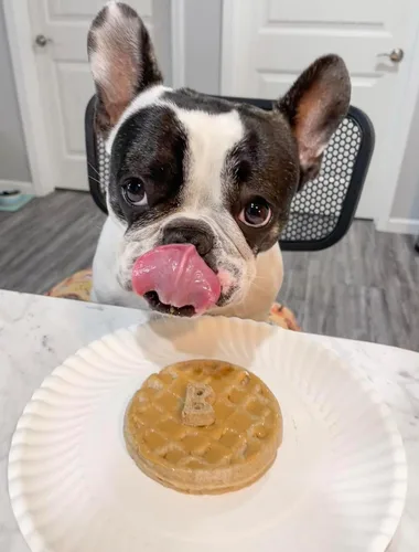 Miniatura 4 de BUDDY BUDDER Panqueques de cumpleaños de Bash Pooch - Regalo divertido, brunch con tu cachorro, o apilarlos para cumpleaños de perro con vela, 100%
