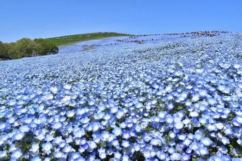 Miniatura 6 de TomorrowSeeds - Semillas Baby Blue Eyes - Más de 6000 unidades - para plantar Nemophila Menziesii 2026, flor azul cielo, cubierta de suelo japonesa