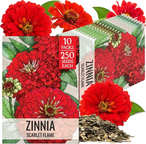 Miniatura 35 de Seed Needs California Giants - Semillas de zinnia – 250 semillas tradicionales para plantar Zinnia elegans – Cultiva flores anuales polinizadas