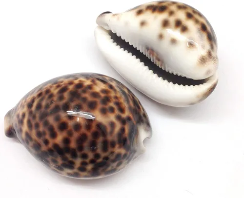 Miniatura 8 de PEPPERLONELY 5 conchas marinas de tigre cowrie pulidas, 2-1/2 pulgadas ~ 3-1/4 pulgadas 1#. Tiger Cowrie Shells 2-1/2 pulgadas ~ 3-1/4 pulgadas