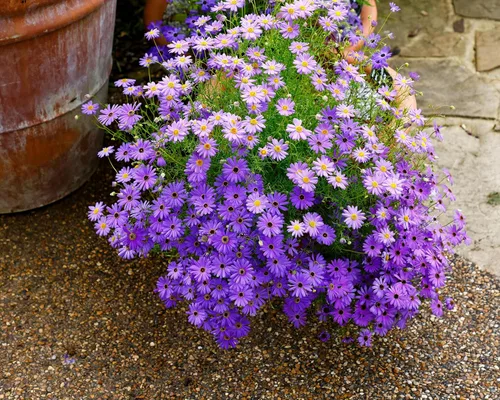 Miniatura 8 de 200 semillas de flores de Iberidifolia Brachyscome Iberidifolia mezcla púrpura