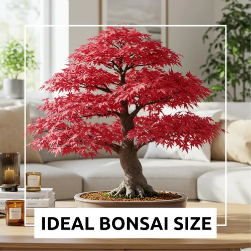 Miniatura 4 de Semillas de árbol de bonsái, arce rojo japonés, más de 20 semillas, muy apreciadas para bonsái, semillas de arce japonés (ACER palmatum) 20+semillas